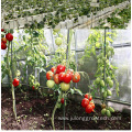 Multi Span Hydroponics Film Agricultural Greenhouses